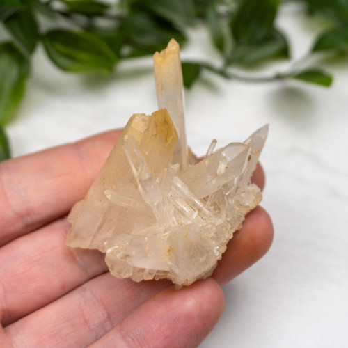 Mango Quartz #11