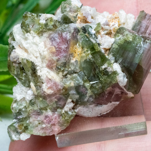 Watermelon Tourmaline #1