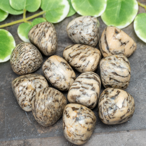 XL Zebradorite Tumbled