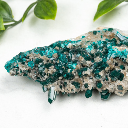 Diptase on Matrix #11