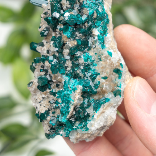 Diptase on Matrix #11