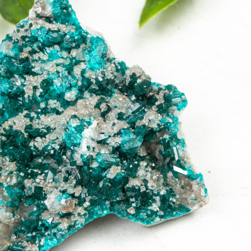 Diptase on Matrix #10