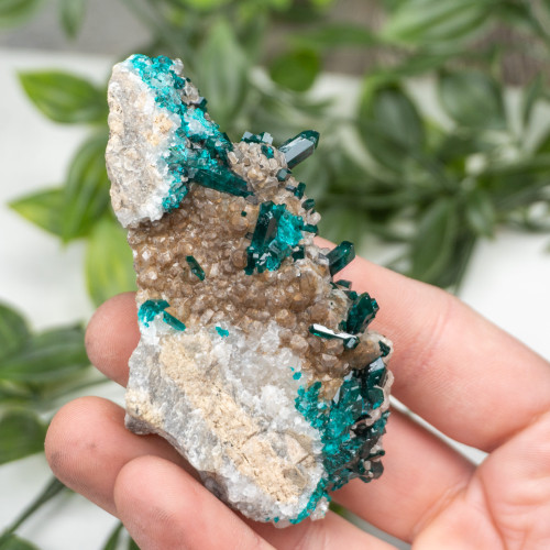 Diptase on Matrix #11