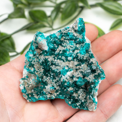 Diptase on Matrix #10