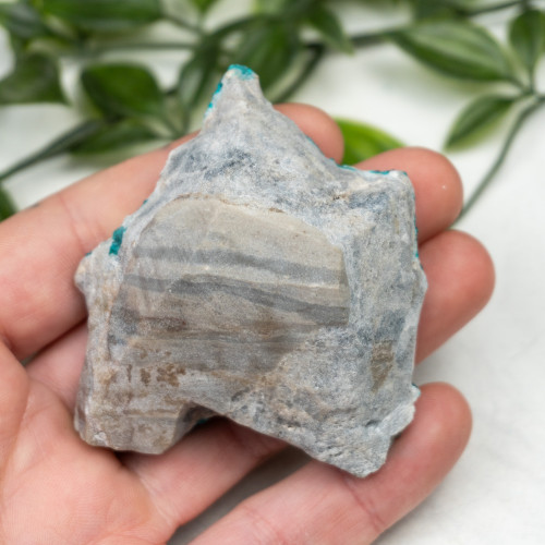 Diptase on Matrix #10