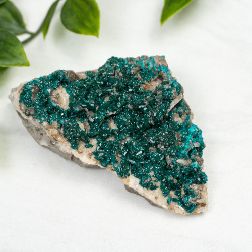 Diptase on Matrix #8