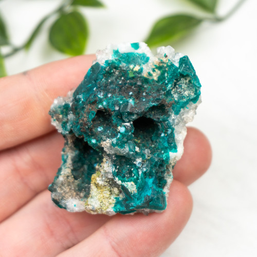 Diptase on Matrix #9