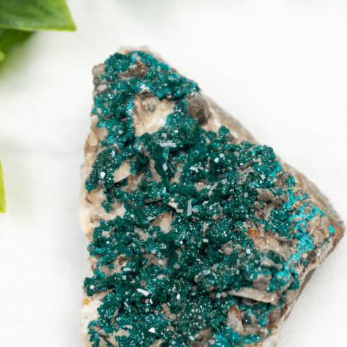 Diptase on Matrix #8