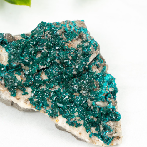 Diptase on Matrix #8