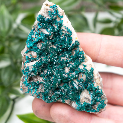 Diptase on Matrix #8