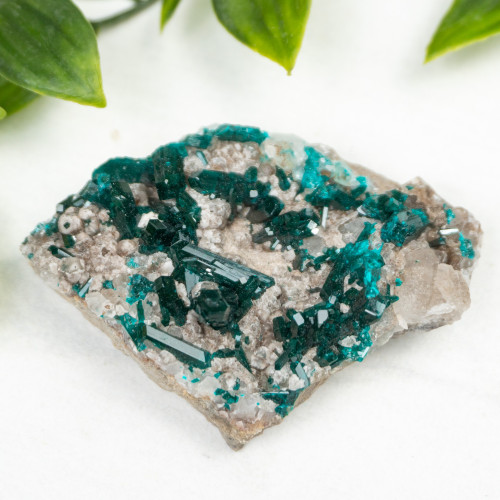 Diptase on Matrix #7