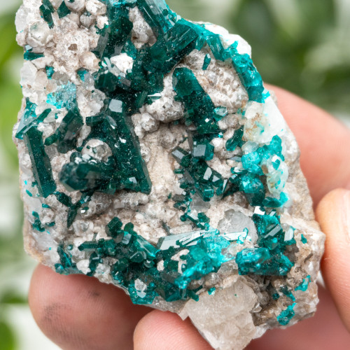 Diptase on Matrix #7