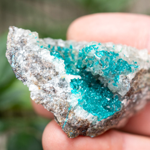 Diptase on Matrix #6