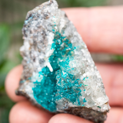 Diptase on Matrix #6