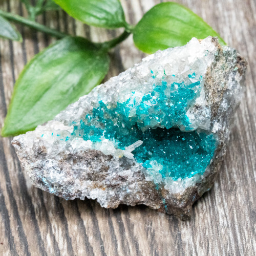 Diptase on Matrix #6