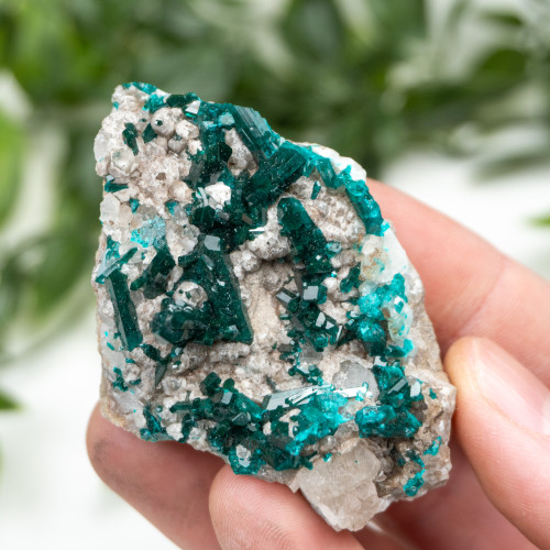 Diptase on Matrix #7