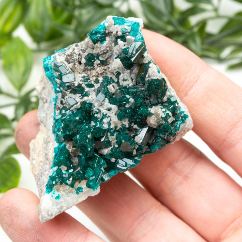 Diptase on Matrix #5