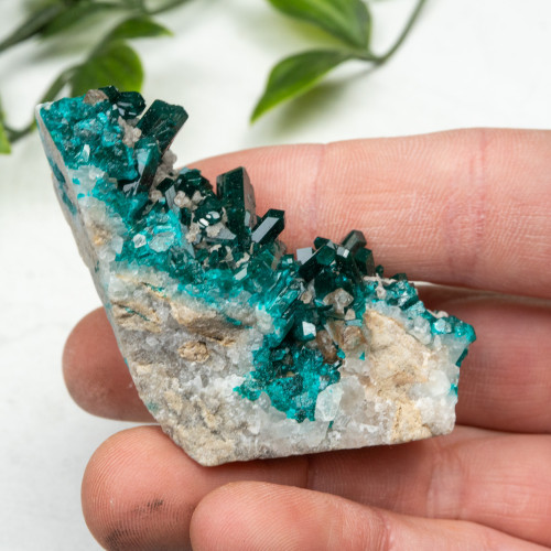 Diptase on Matrix #4