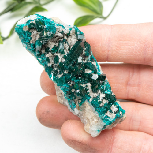 Diptase on Matrix #4