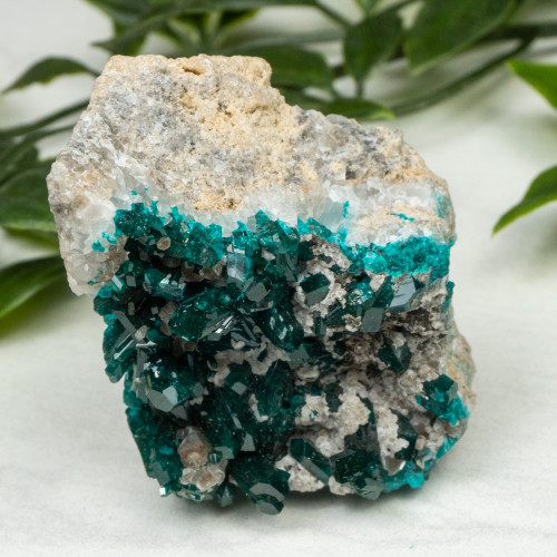 Diptase on Matrix #5