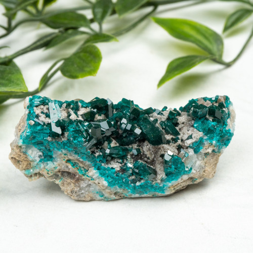 Diptase on Matrix #4