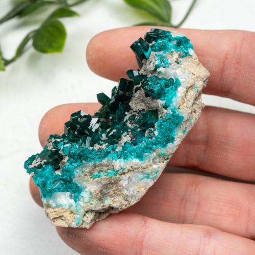 Diptase on Matrix #4