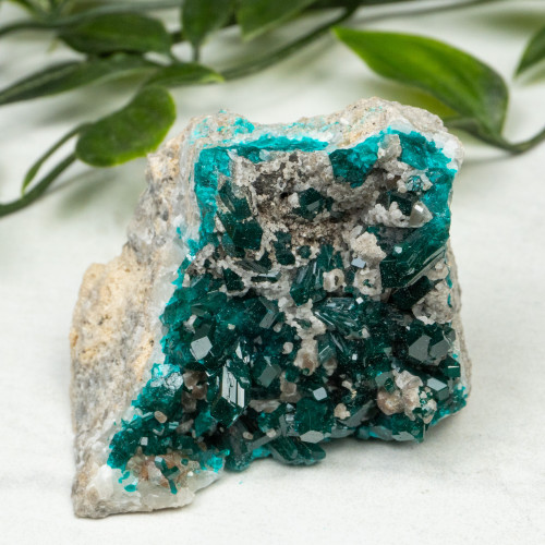 Diptase on Matrix #5