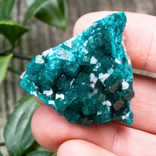 Diptase on Matrix #1