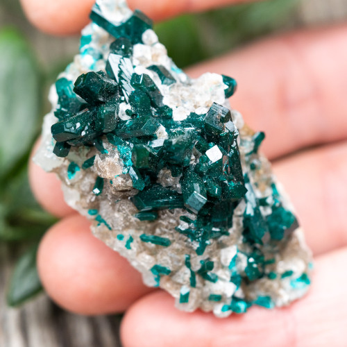 Diptase on Matrix #2