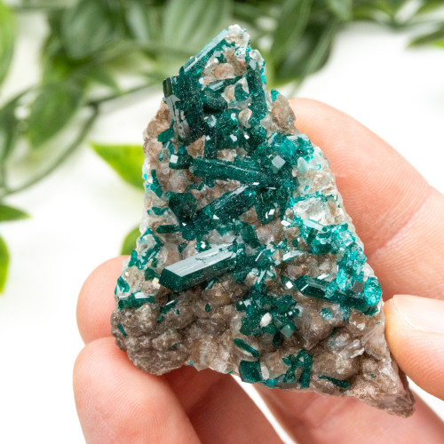 Diptase on Matrix #3