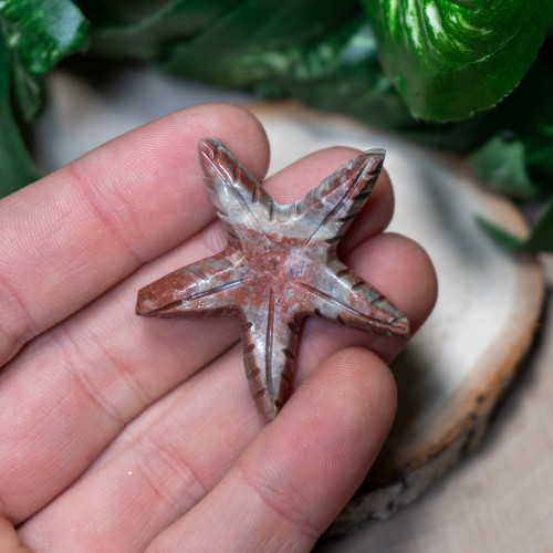 Dolomite Starfish