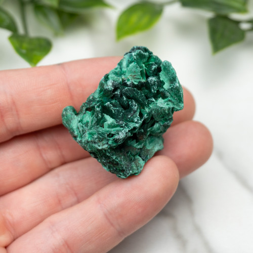 A+ Congo Malachite #5