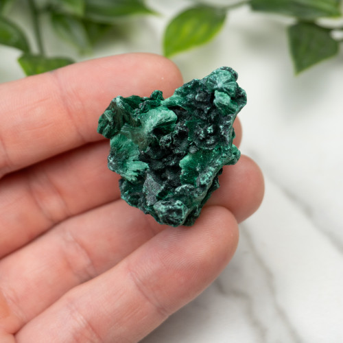 A+ Congo Malachite #5