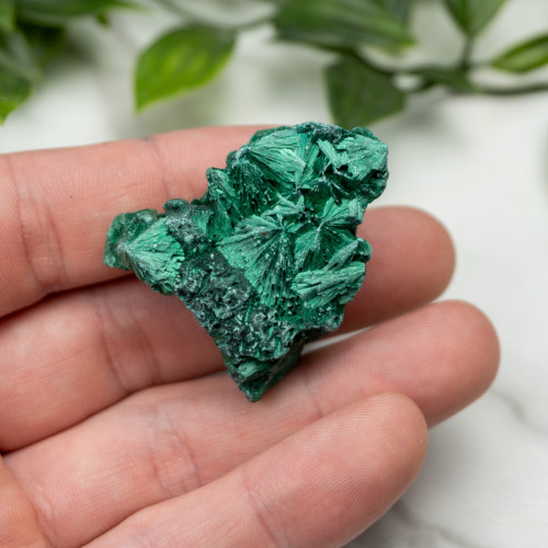 A+ Congo Malachite #1