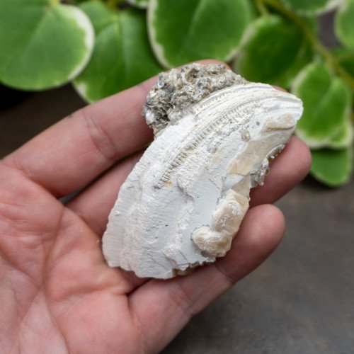 Calcite Clam #4