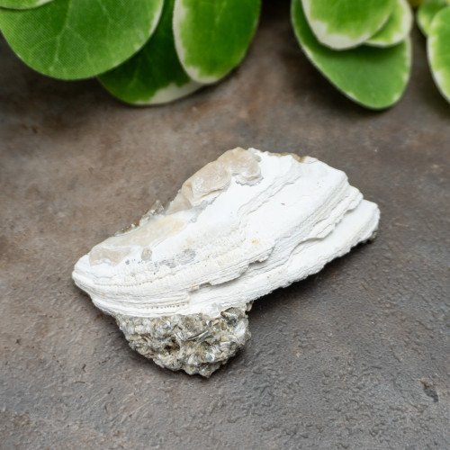 Calcite Clam #4