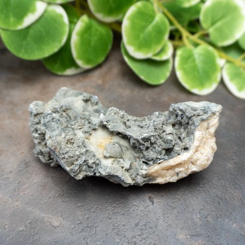 Calcite Clam #3