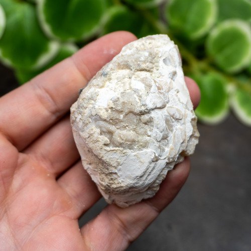 Calcite Clam #2