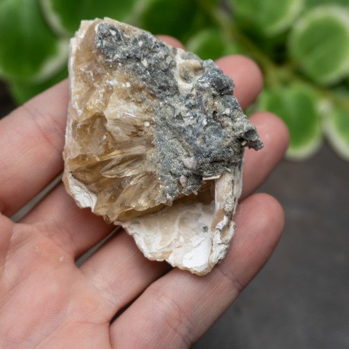 Calcite Clam #2
