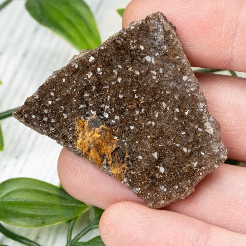 Smoky Quartz on Petrified Wood #5