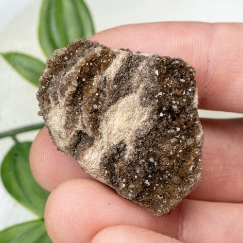 Smoky Quartz on Petrified Wood #4
