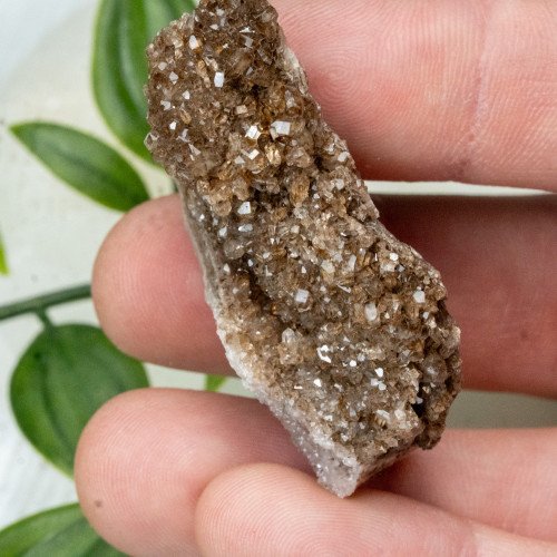 Smoky Quartz on Petrified Wood #3