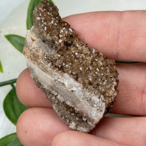 Smoky Quartz on Petrified Wood #3