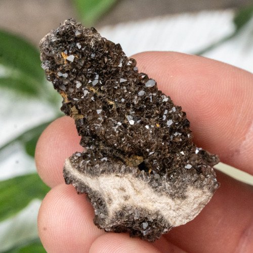 Smoky Quartz on Petrified Wood #2