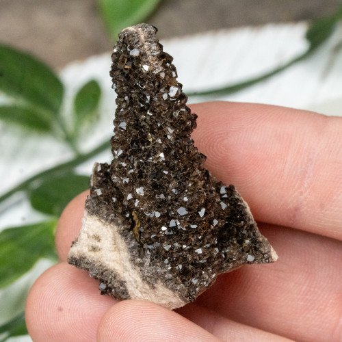 Smoky Quartz on Petrified Wood #2