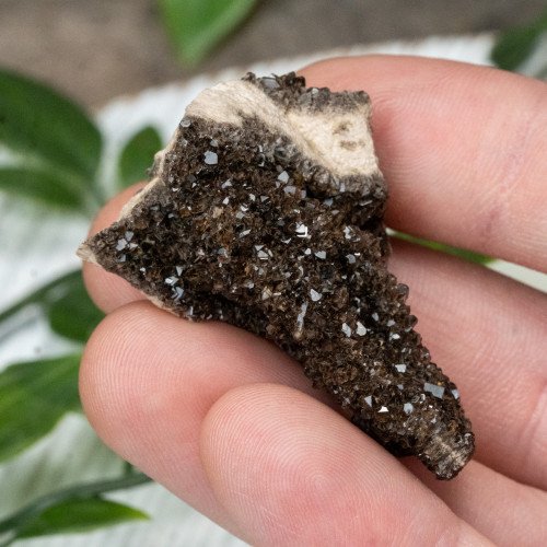 Smoky Quartz on Petrified Wood #2