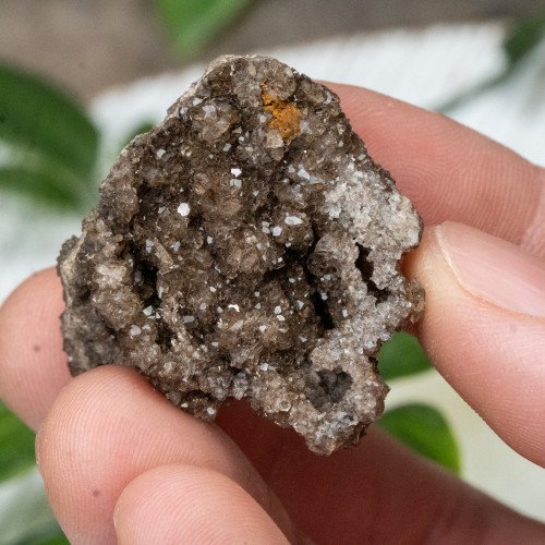 Smoky Quartz on Petrified Wood #1