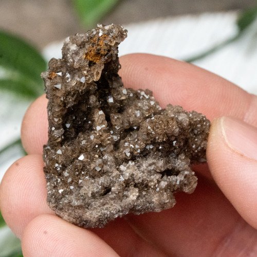Smoky Quartz on Petrified Wood #1