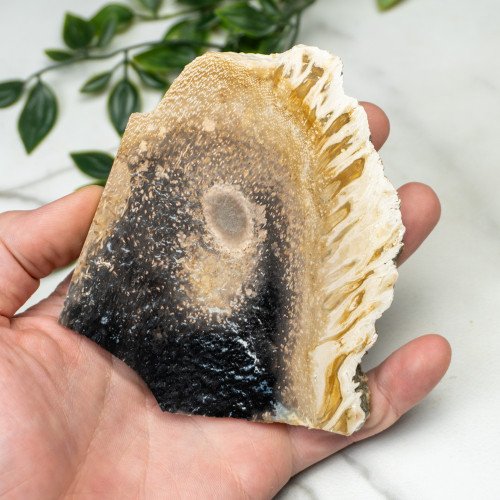 Indonesian Palmwood Slice #5