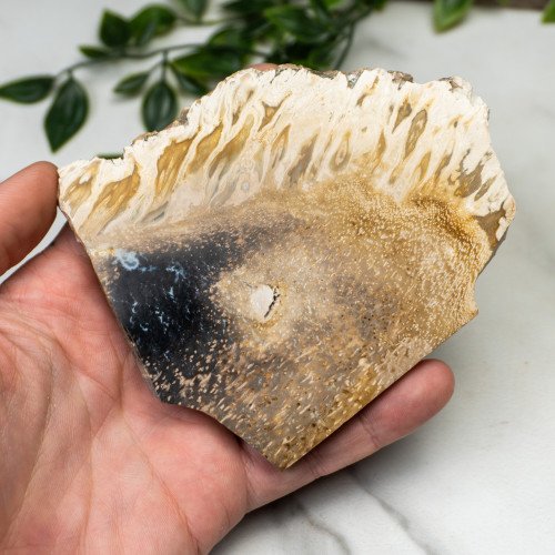 Indonesian Palmwood Slice #5